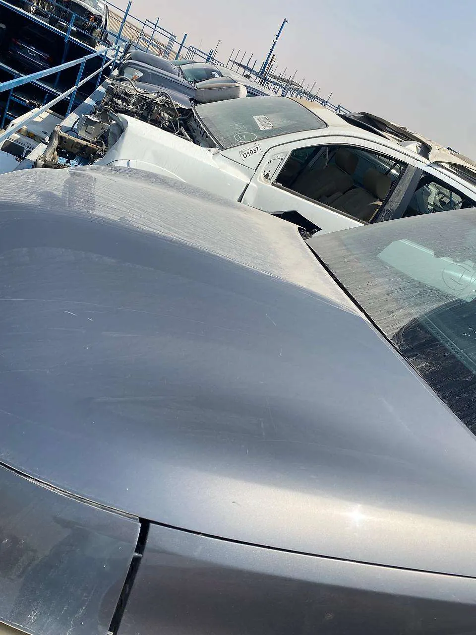 Hood/Bonnet - 2011 Infiniti QX56