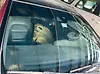 Windshield glass - 2017 Infiniti QX30 2.0t