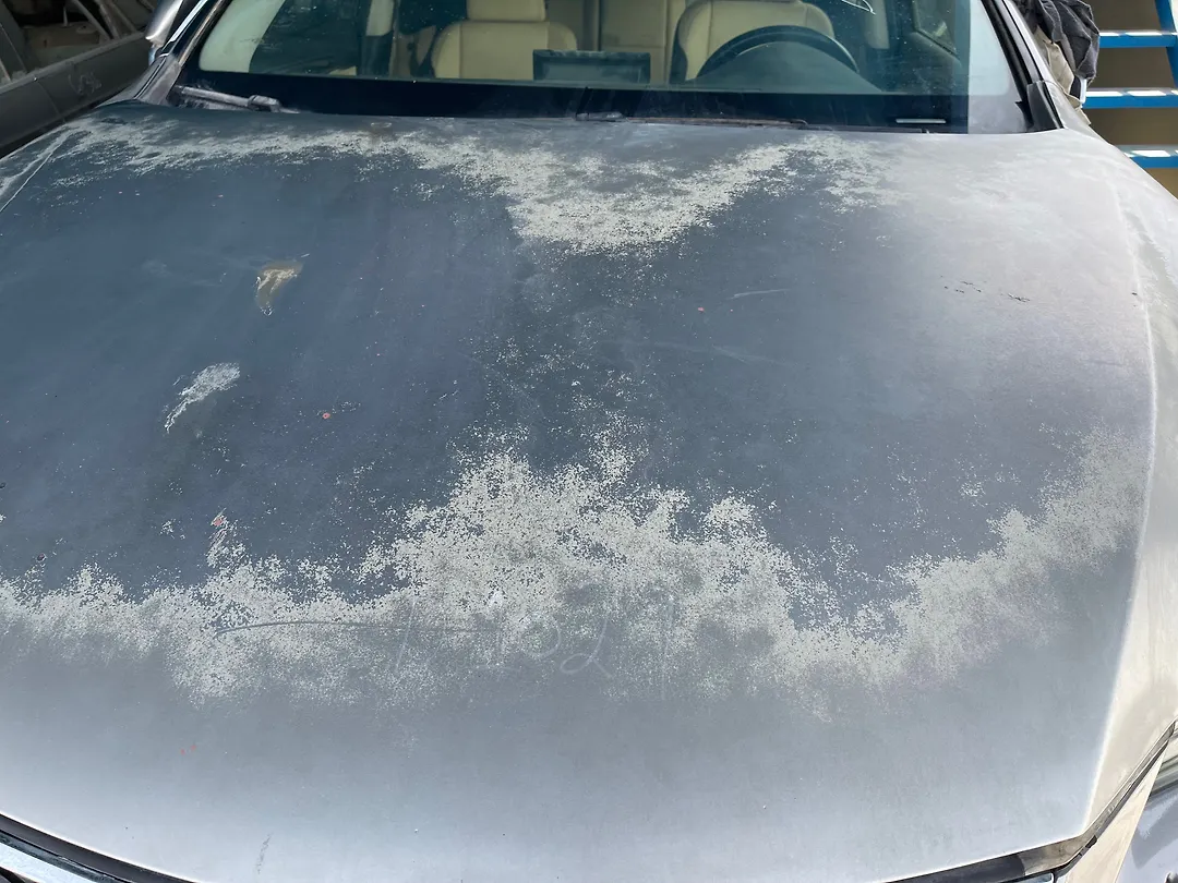 Hood/Bonnet - 2020 Lexus NX300