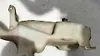 Wiper Water Bottle - 2014 Lincoln MKZ
