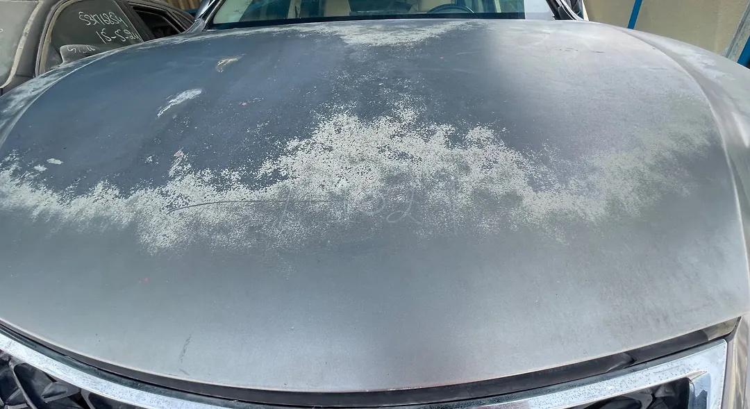Hood/Bonnet - 2020 Lexus NX300