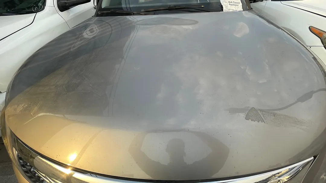 Hood/Bonnet - 2011 Infiniti QX56 5.6i