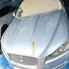 Hood/Bonnet - 2013 Jaguar XF