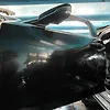 Door (LHF) - 2020 Cadillac CT5